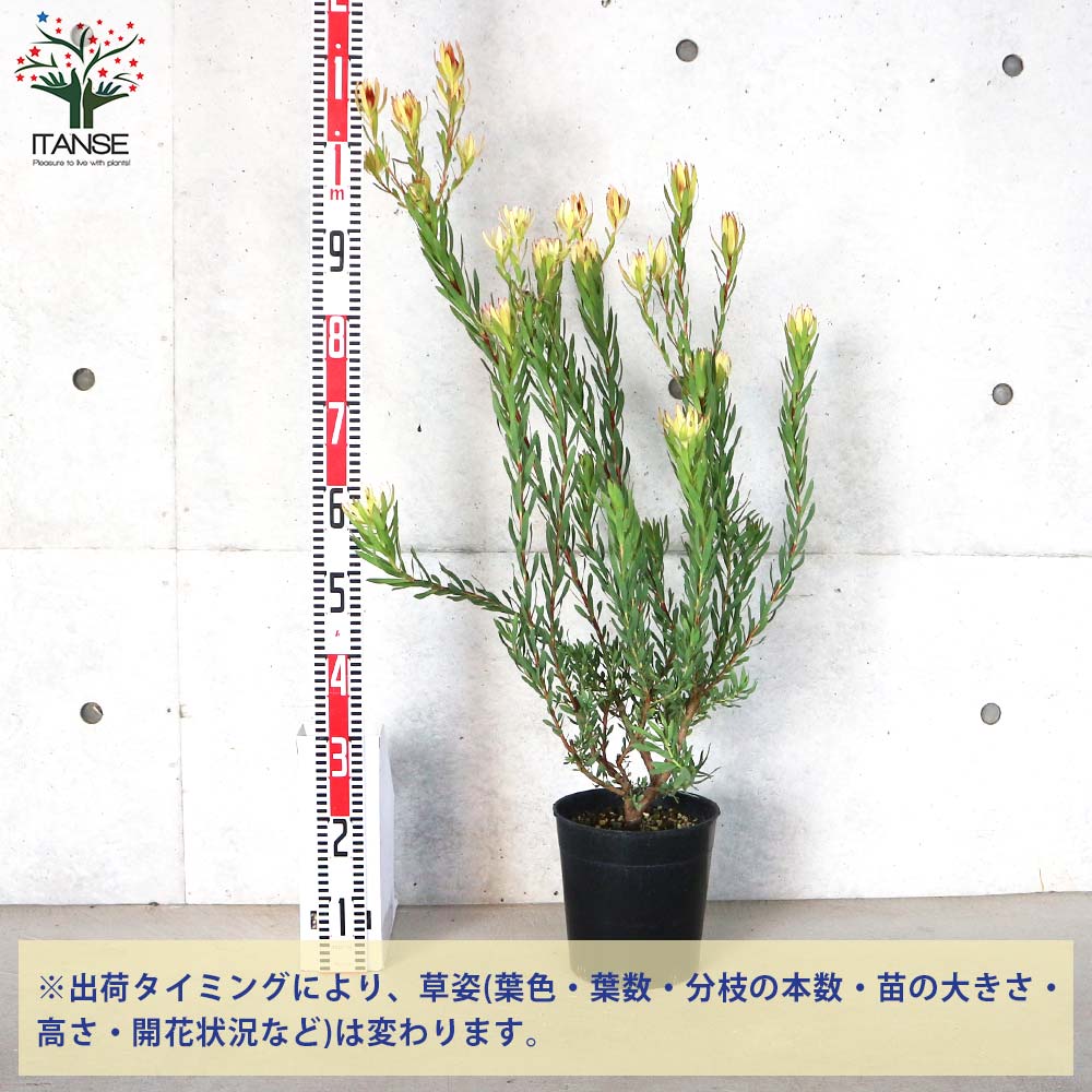 リューカデンドロン エイミー(アミー)【花苗 7号鉢／1個売り