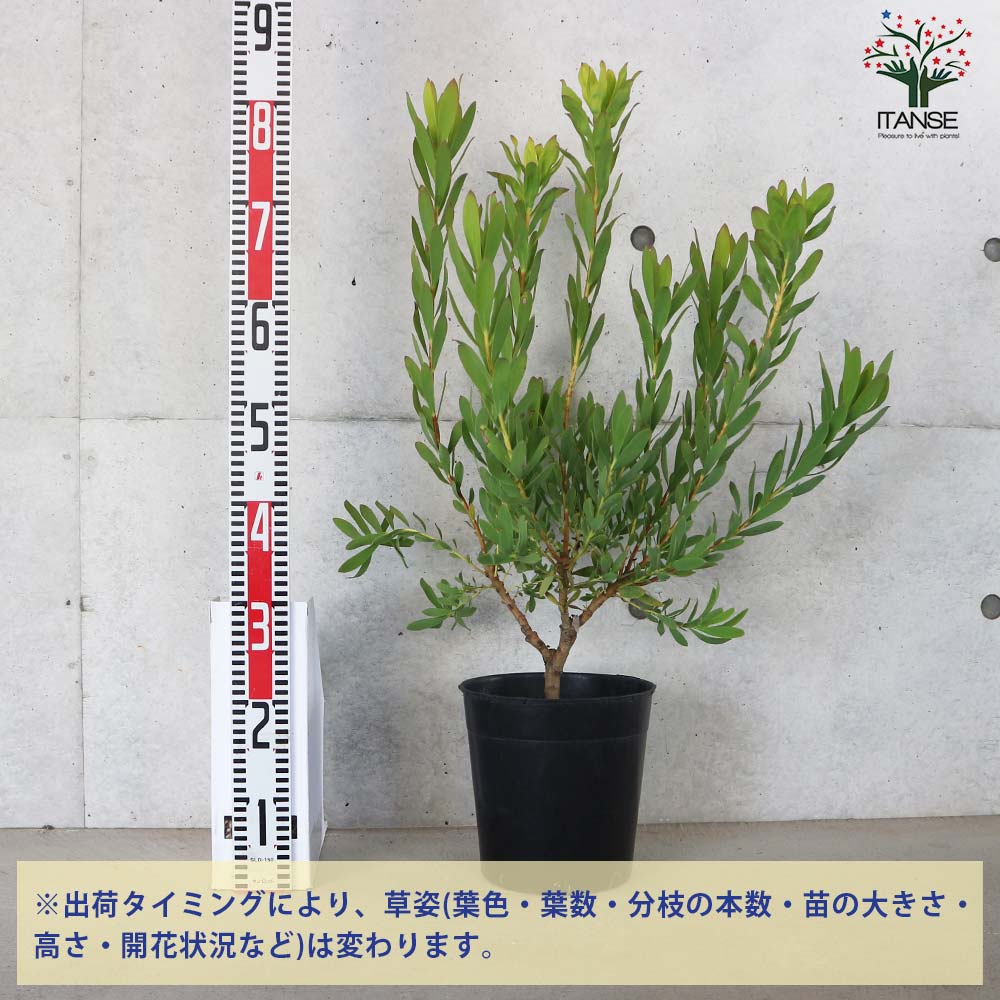 リューカデンドロン ライムマジック【花苗 7号鉢／1個売り】｜ 【植物