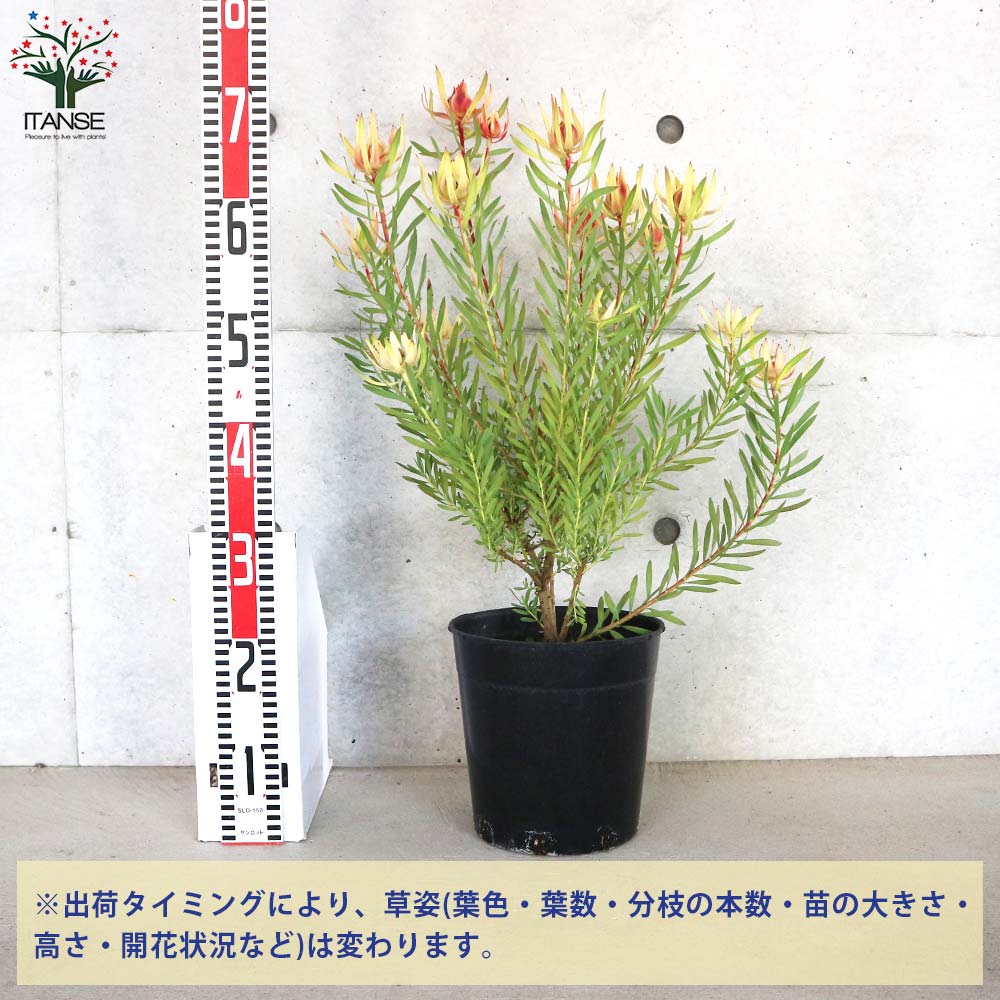 リューカデンドロン ハーレクイン【花苗 7号鉢／1個売り】｜ 【植物の