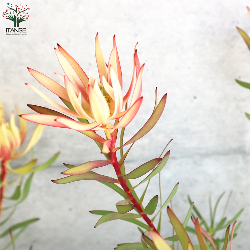 リューカデンドロン ハーレクイン【花苗 7号鉢／1個売り】｜ 【植物の