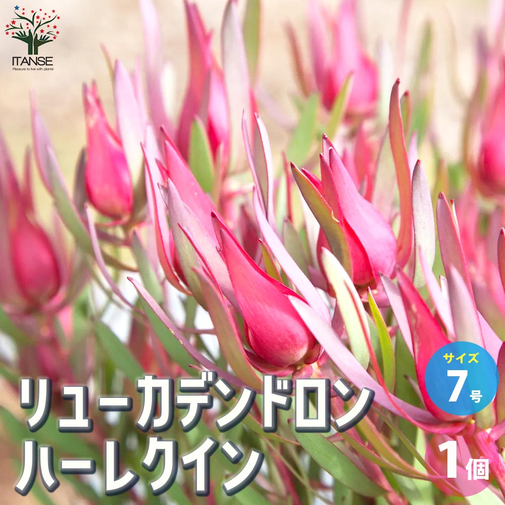 リューカデンドロン ハーレクイン【花苗 7号鉢／1個売り】｜ 【植物の