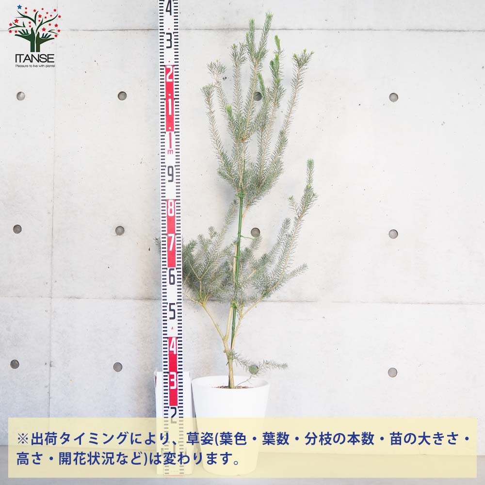 カロタムス ダスティーグレー【花苗 8号鉢／1個売り】｜ 【植物の