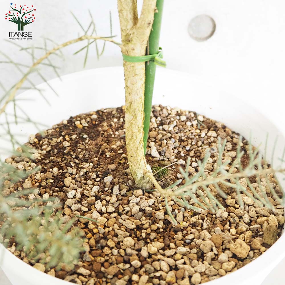 カロタムス ダスティーグレー【花苗 8号鉢／1個売り】｜ 【植物の