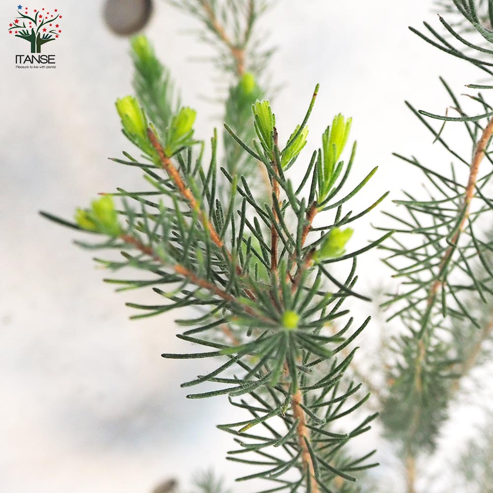 カロタムス ダスティーグレー【花苗 8号鉢／1個売り】｜ 【植物の