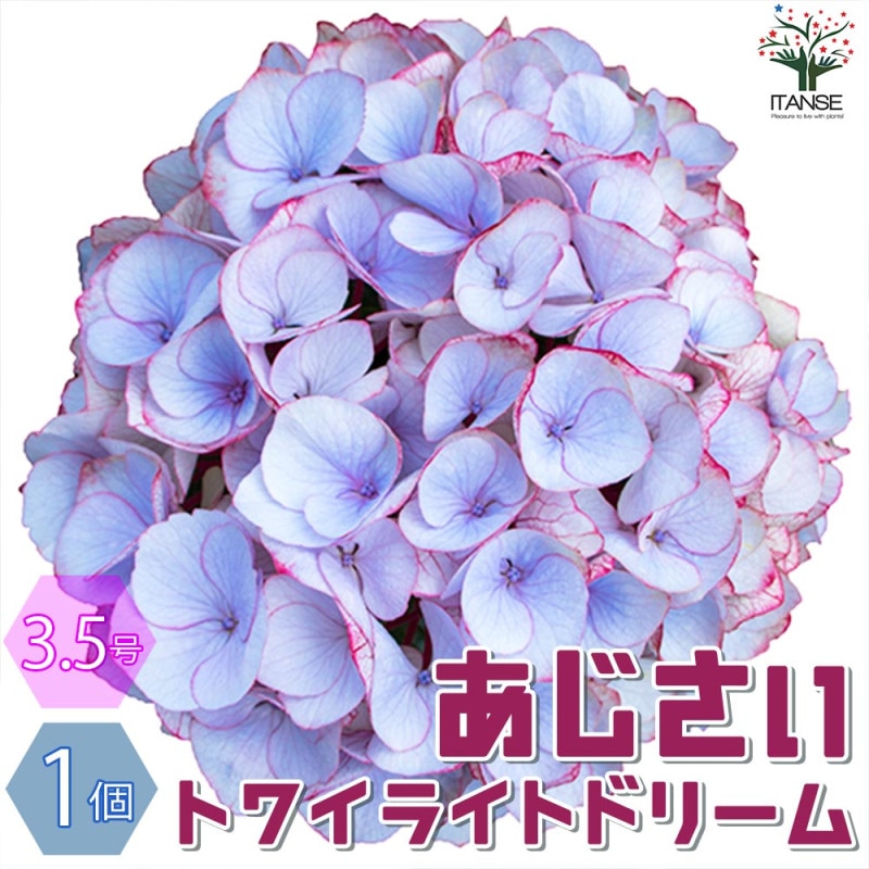 アジサイ／ハイドランジア｜【植物のITANSE】全品送料無料