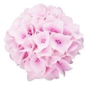 アジサイ コットンキャンディ【花苗 3.5号ポット／1個売り】|アジサイ／ハイドランジア|植木・花木