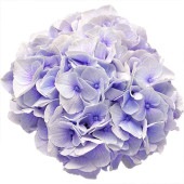 アジサイ シルクサファイア【花苗 3.5号ポット／1個売り】|アジサイ／ハイドランジア|植木・花木