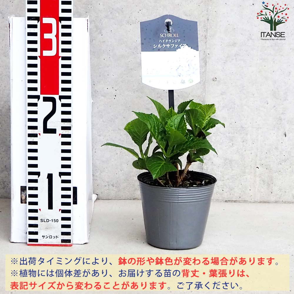 アジサイ シルクサファイア【花苗 3.5号ポット／1個売り