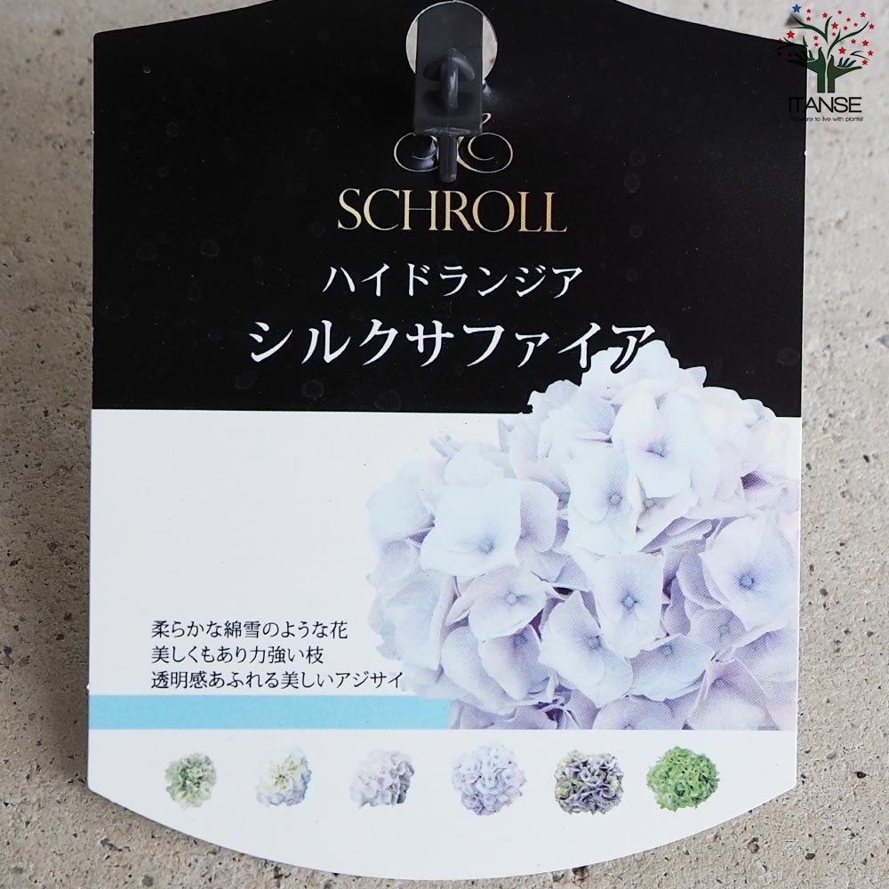 k*u様 アジサイ　8寸 シルクサファイア　紫陽花 アジサイ：シルクサファイヤ3.5号ポット の通販 | 園芸ネット