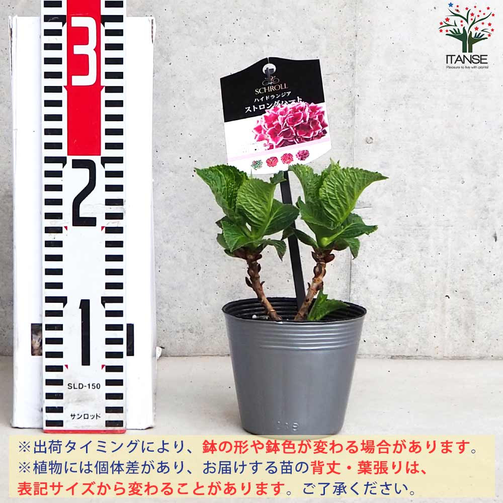 アジサイ ストロングハート【花苗 3.5号ポット／1個売り】｜ 【植物の