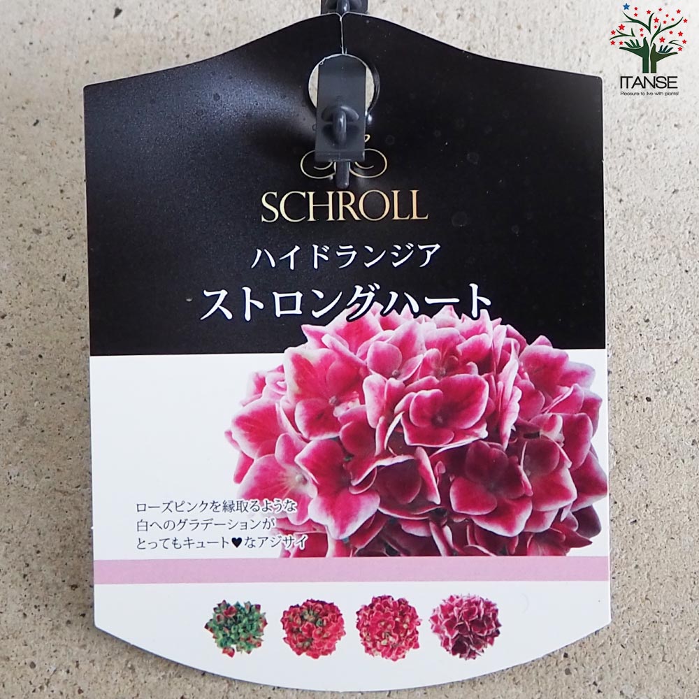 【花苗】ハイドランジア　ストロングハート　① 大苗 タグ付き正規品　ポット毎発送 花苗】ハイドランジア ストロングハート ① 大苗 タグ付き正規品