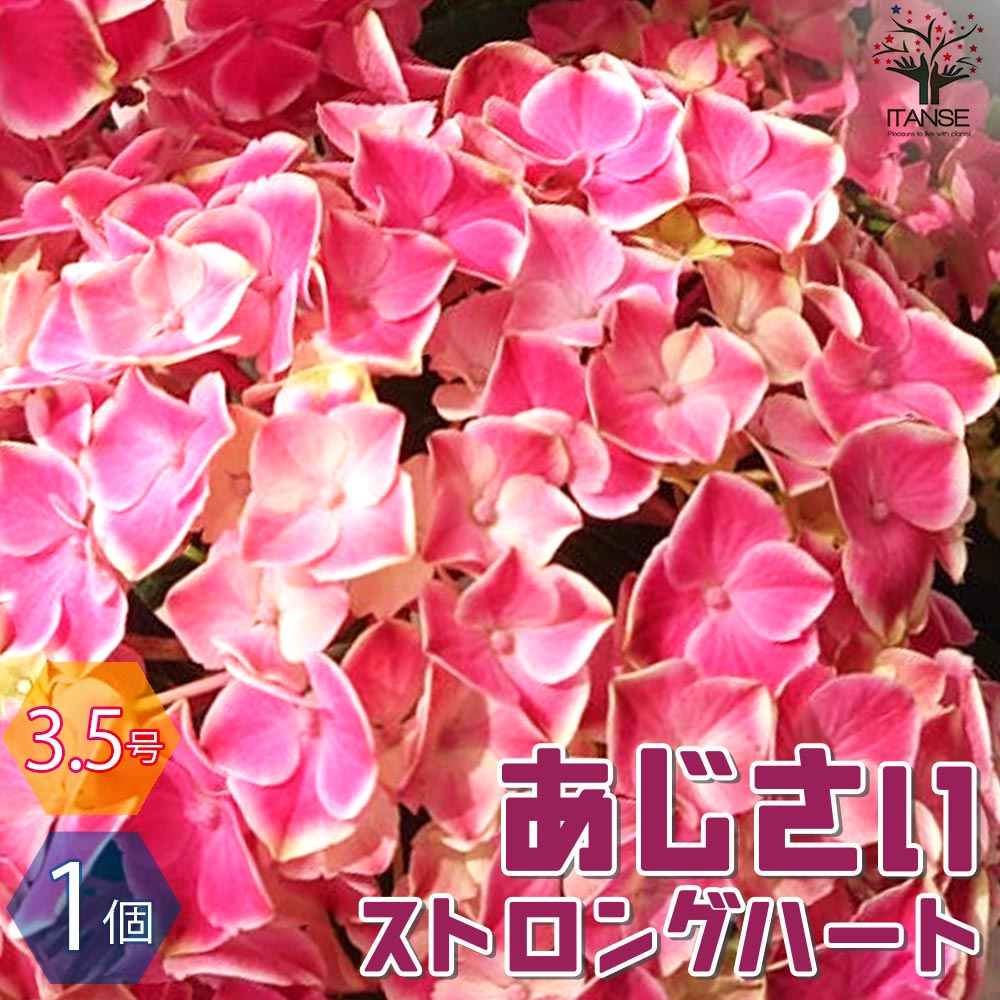 アジサイ ストロングハート【花苗 3.5号ポット／1個売り】｜ 【植物の