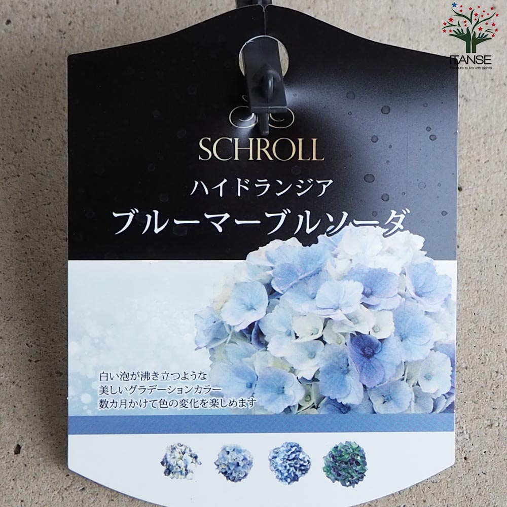 アジサイ ブルーマーブルソーダ【花苗 3.5号ポット／1個売り