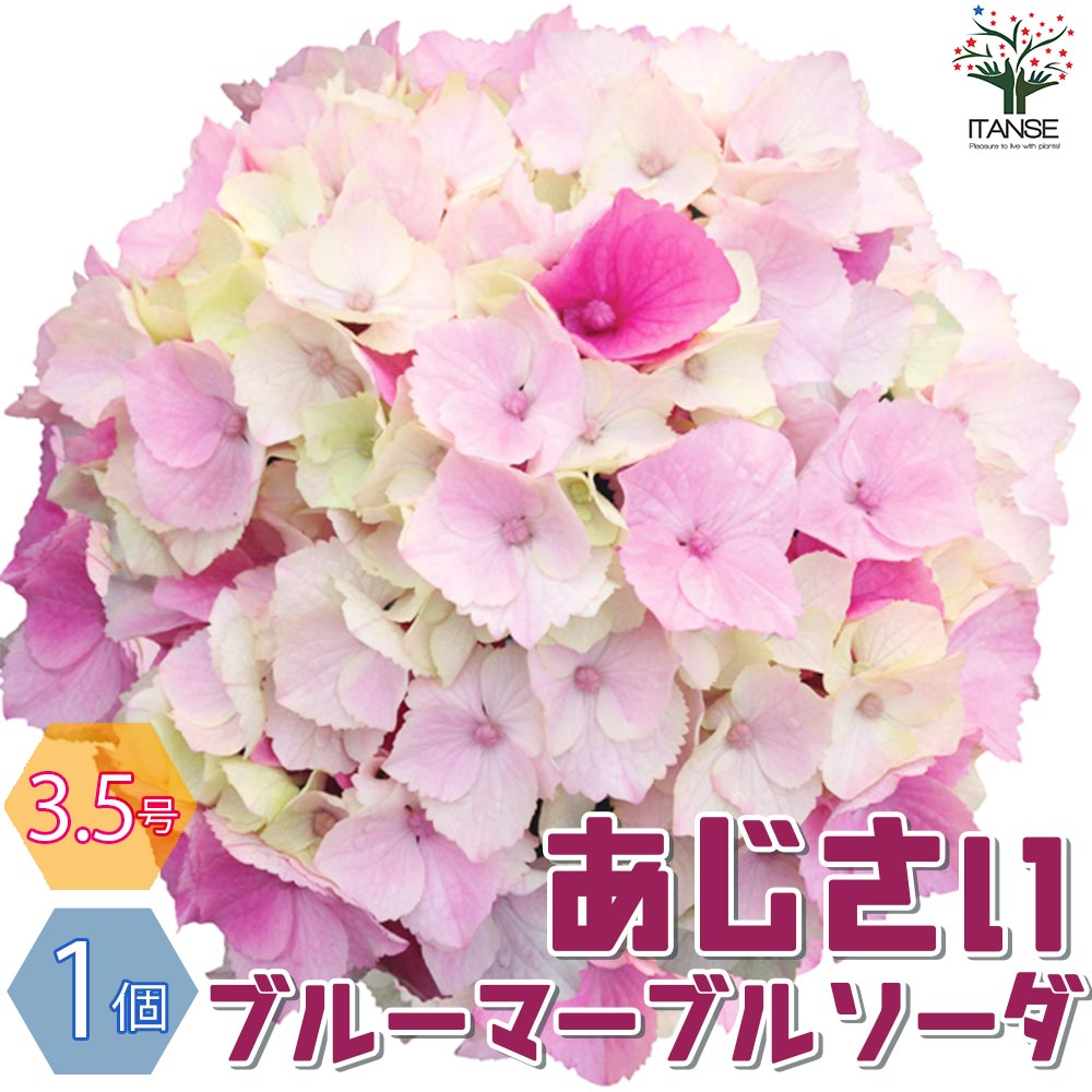 アジサイ ピンクマーブルソーダ【花苗 3.5号ポット／1個売り 