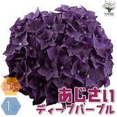 アジサイ ディープパープル【花苗 3.5号ポット／1個売り】|花苗