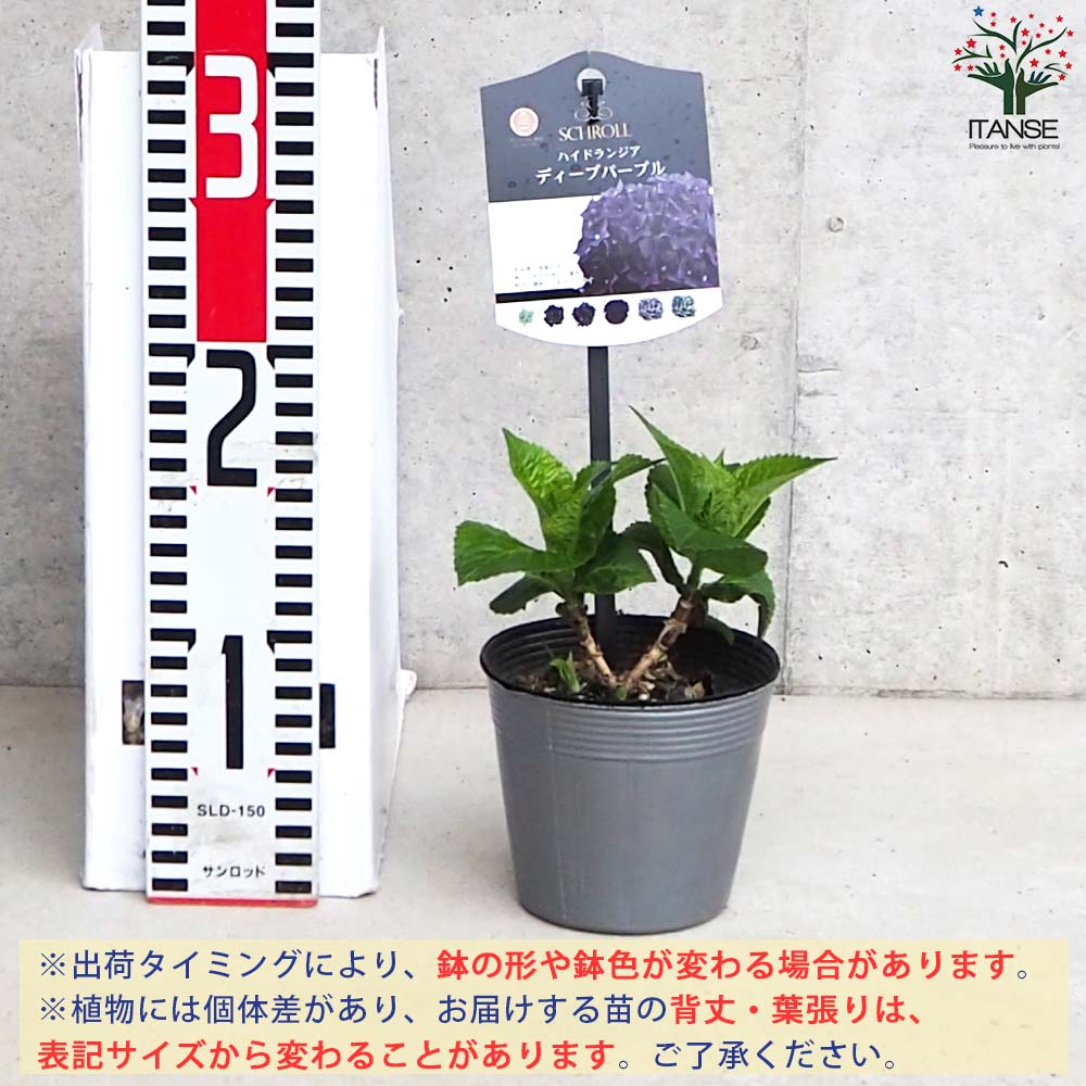 アジサイ ディープパープル【花苗 3.5号ポット／1個売り