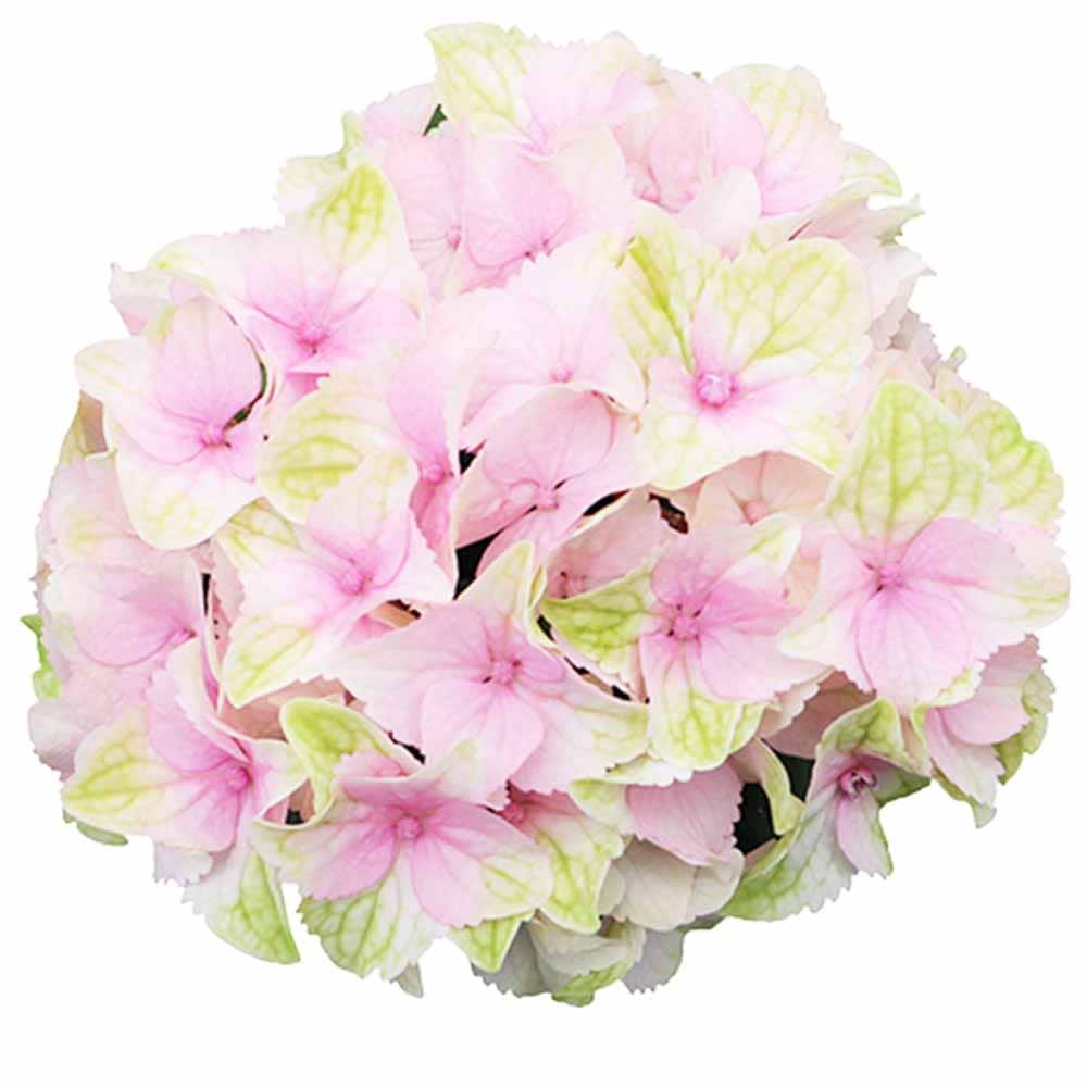 アジサイ レモンキス【花苗 3.5号ポット／1個売り】｜ 【植物の