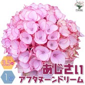 アジサイ アフタヌーンドリーム【花苗 3.5号ポット／1個売り】|アジサイ／ハイドランジア|植木・花木