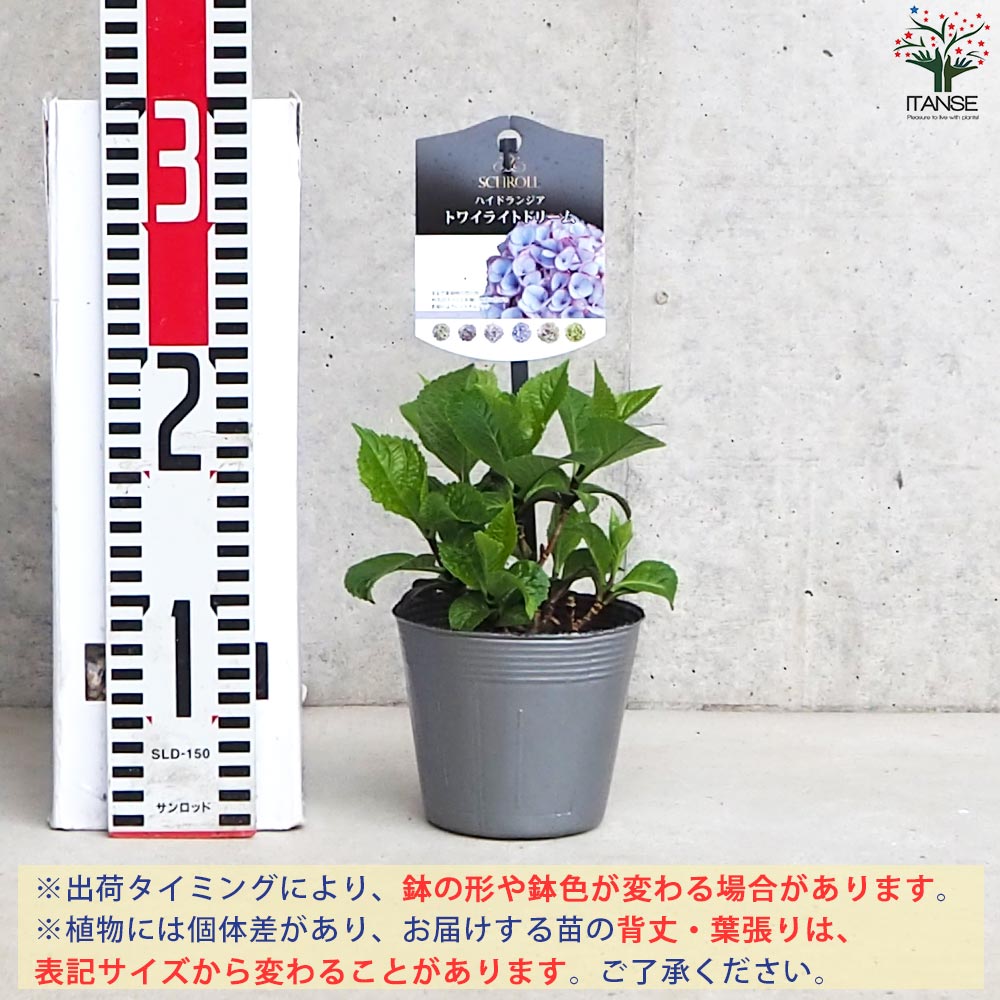 アジサイ ITANSEセレクション10品種各1個セット【花苗 3.5号