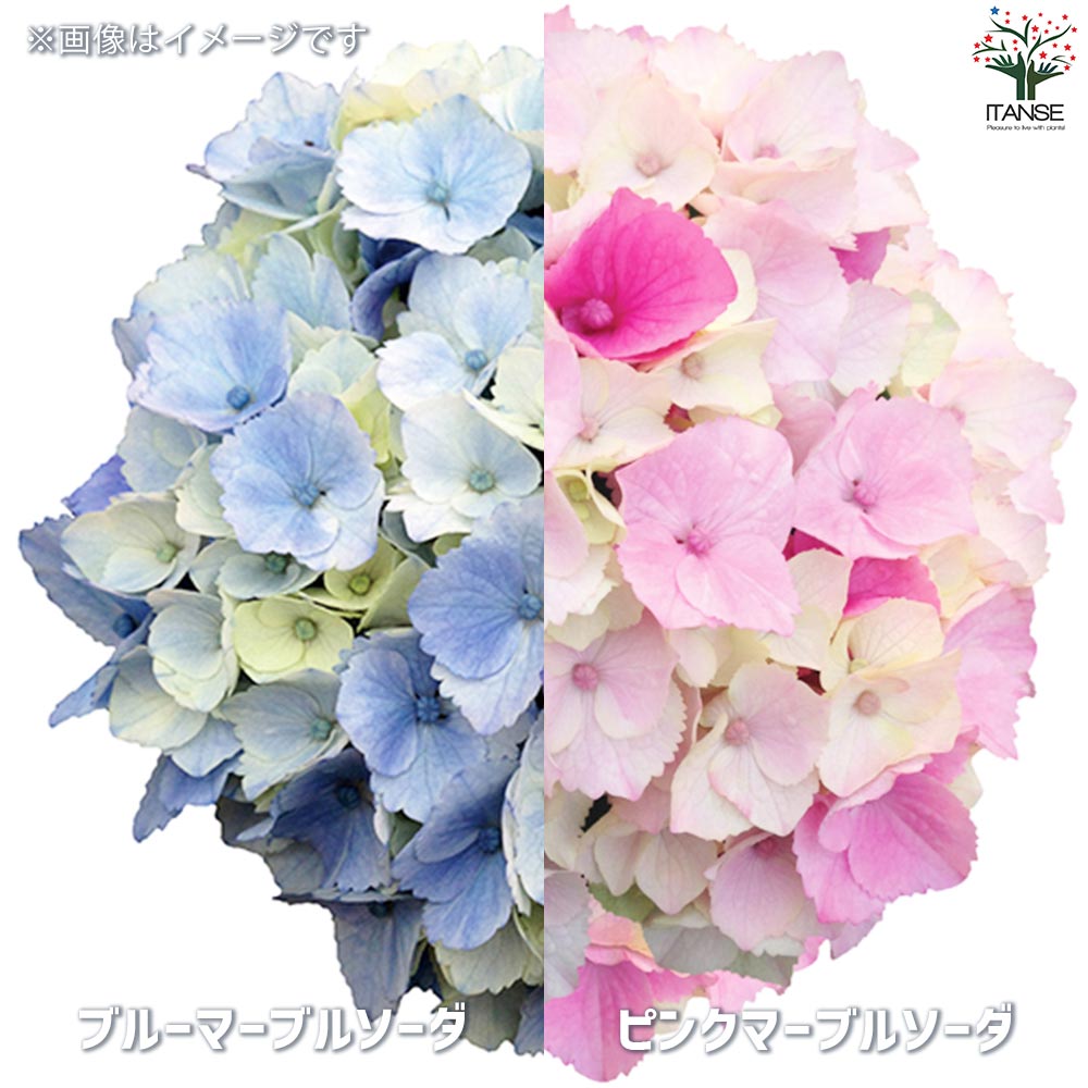 輸入アジサイ 苗 5種セット おまけ付き！① 輸入アジサイ苗 5種セット！② 輸入アジサイ 苗 5種セット！④