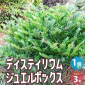 ディスティリウム ジュエルボックス【花苗 5号ポット／1個売り】|花苗