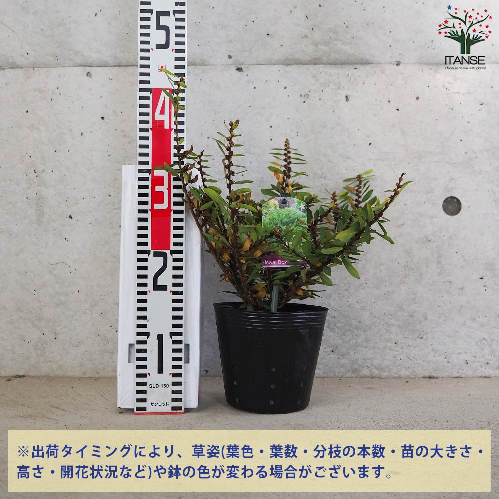 ディスティリウム ジュエルボックス【花苗 5号ポット／1個売り