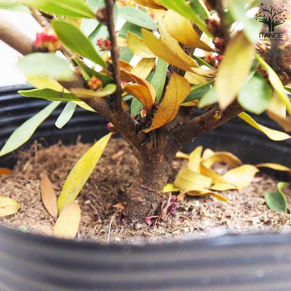 象嵌のメッカ！インド・ムガル技法～象嵌細工の花文様/ジュエリーBOX・レア 鏡付 曲が選べる・誕生日に人気】【EX268】50弁象嵌 カラフルレイ