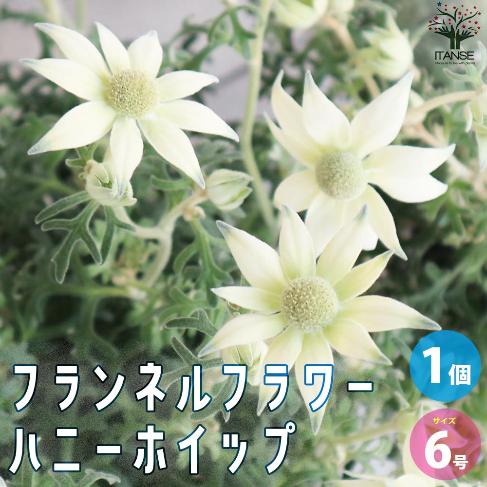 フランネルフラワー ハニーホイップ【花苗 6号鉢／1個売り】