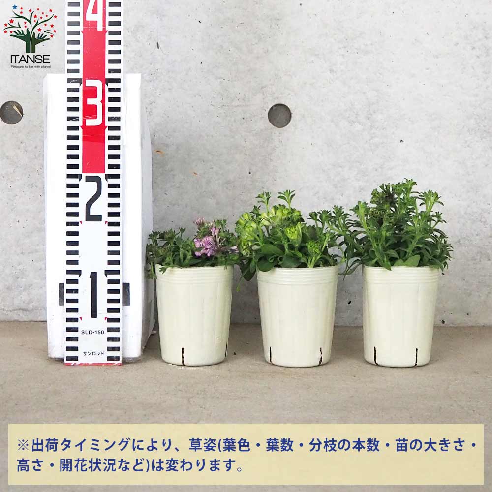 咲花様　40枚 変わり咲きペチュニア ネオピンク【花苗 3号ロングポット