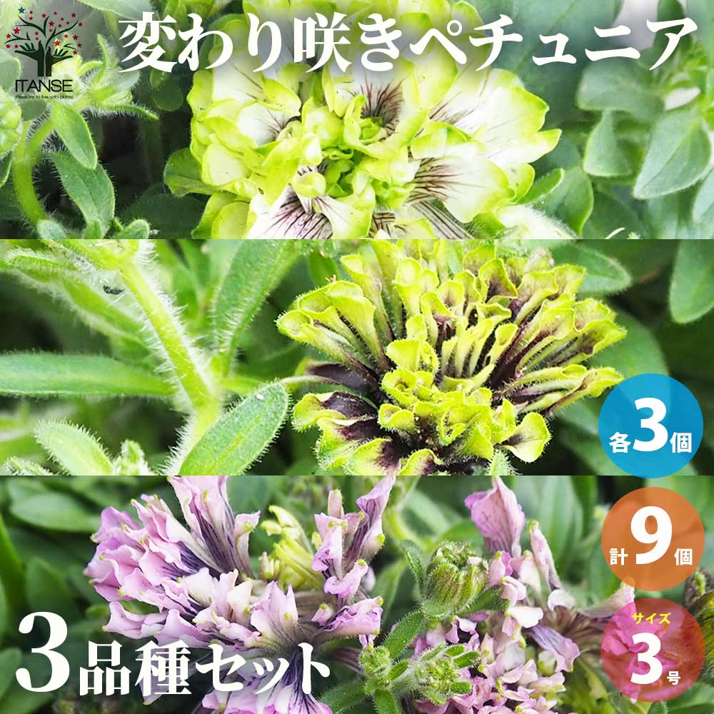 変わり咲きペチュニア 3品種セット(3種・各3個セット)【花苗 3号ロングポット／お買い得9個セット】