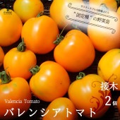 トマトの苗 バレンシアトマト 接木苗【野菜の苗 9cmポット／お買い得2個セット】|トマト|野菜苗