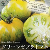 トマトの苗 グリーンゼブラトマト 接木苗【野菜の苗 9cmポット／お買い得2個セット】|トマト|野菜苗