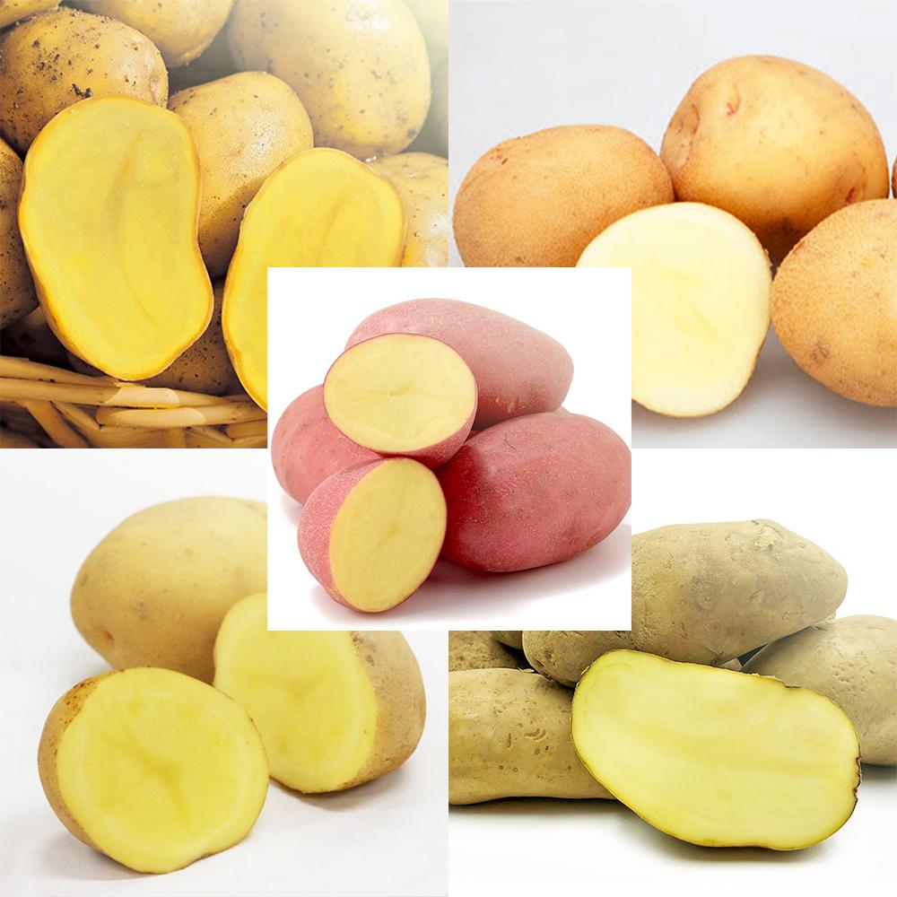 ジャガイモ芽出し苗 5品種 各2個【野菜の苗 3.5号ポット／お買い得10個セット】