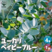 ユーカリ ベイビーブルー【花苗 4号ポット／1個売り】|植木・花木