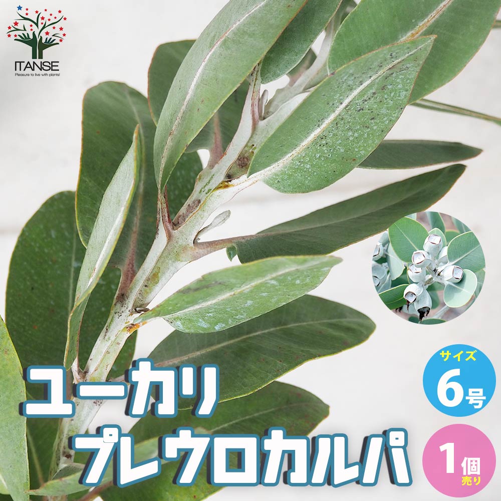 ユーカリ プレウロカルパ【花苗 6号ポット／1個売り】