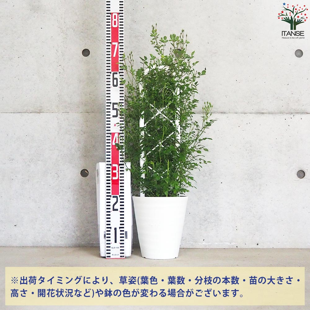 ミニ薔薇 みさき トレリス仕立て【花苗 6号鉢／1個売り】｜ 【植物の