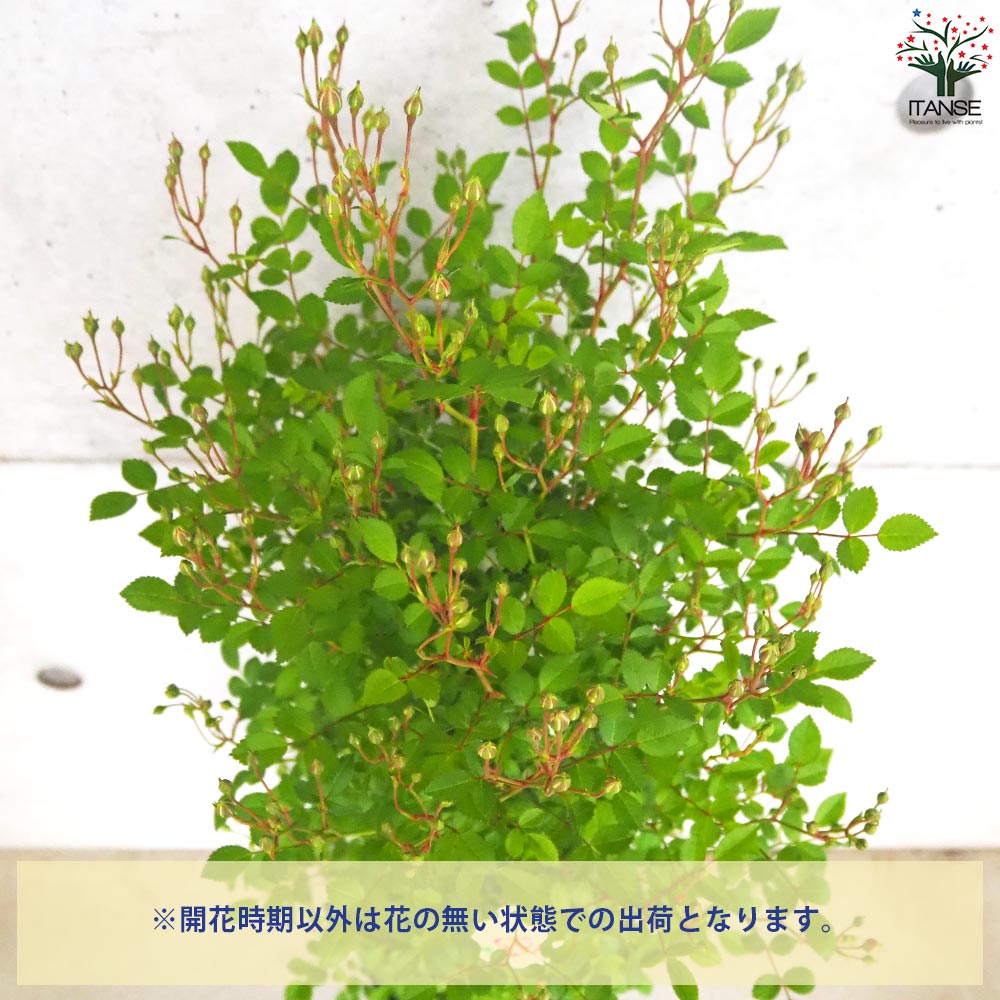 ミニ薔薇 みさき トレリス仕立て【花苗 6号鉢／1個売り】｜ 【植物の