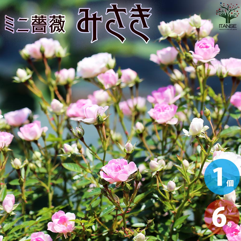 薔薇 F＆Gローズ：さくらいろ6号鉢植え(バラ) の通販 | 園芸ネット