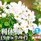 利休梅(リキュウバイ) 根巻大苗【庭木／1個売り】|植木・花木
