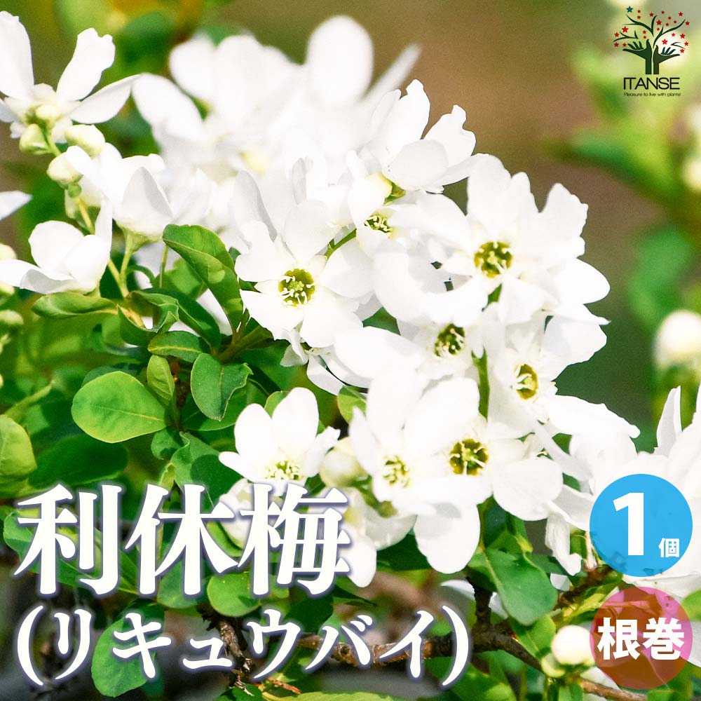 利休梅(リキュウバイ) 根巻大苗【庭木／1個売り】
