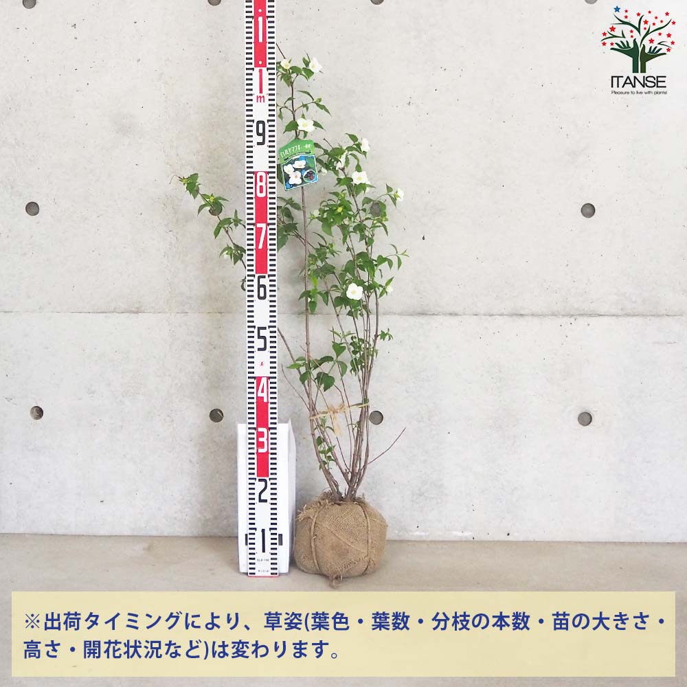 白山吹(シロヤマブキ) 根巻大苗【庭木／1個売り】｜ 【植物の