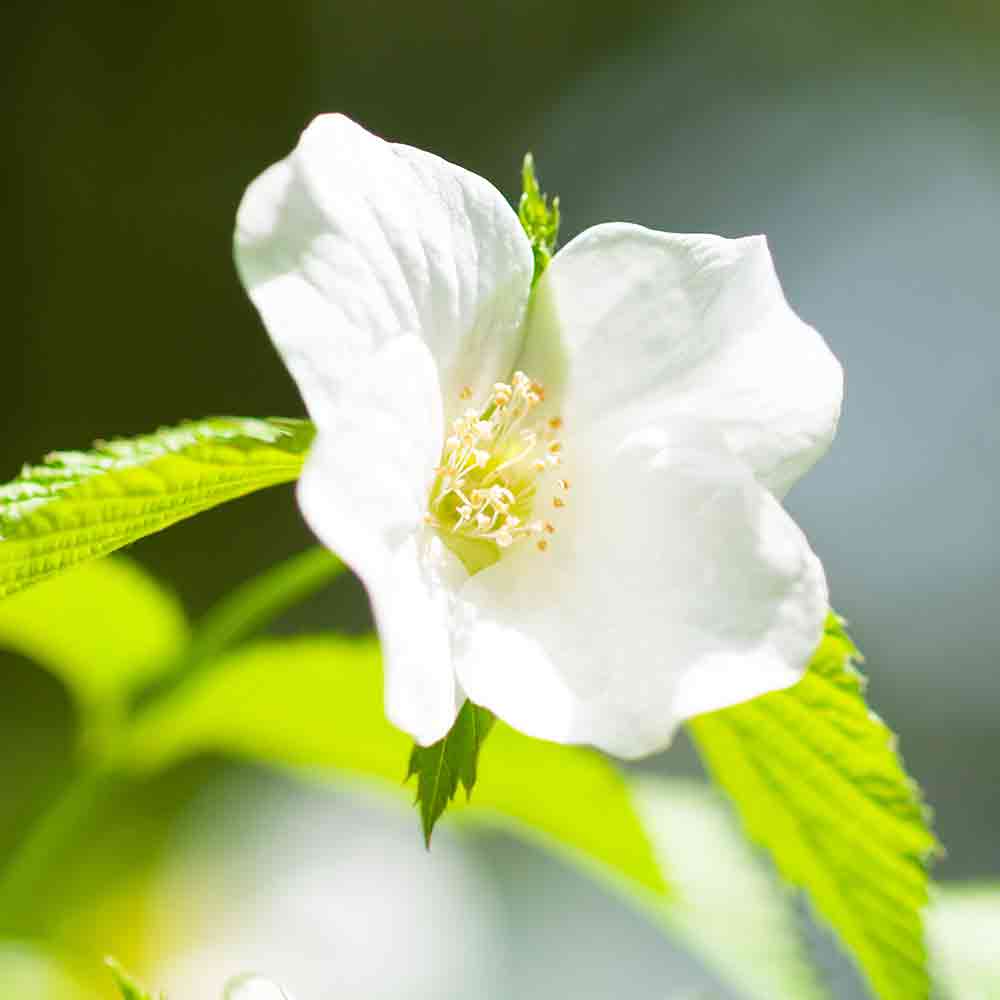 白山吹(シロヤマブキ) 根巻大苗【庭木／1個売り】｜ 【植物の