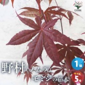モミジ(カエデ)の苗木 品種：野村(ノムラ)【庭木 5号鉢 接木苗／1個売り】|植木・花木