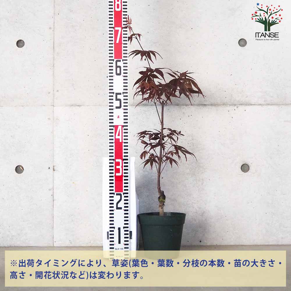 モミジ(カエデ)の苗木 品種：野村(ノムラ)【庭木 5号鉢 接木苗