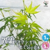 モミジ(カエデ)の苗木 品種：置霜(オクシモ)【庭木 5号鉢 接木苗／1個売り】|植木・花木