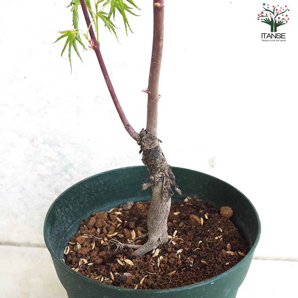 モミジ(カエデ)の苗木 品種：置霜(オクシモ)【庭木 5号鉢 接木苗／1個