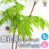 モミジ(カエデ)の苗木 品種：舞孔雀(マイクジャク)【庭木 5号鉢 接木苗／1個売り】|植木・花木