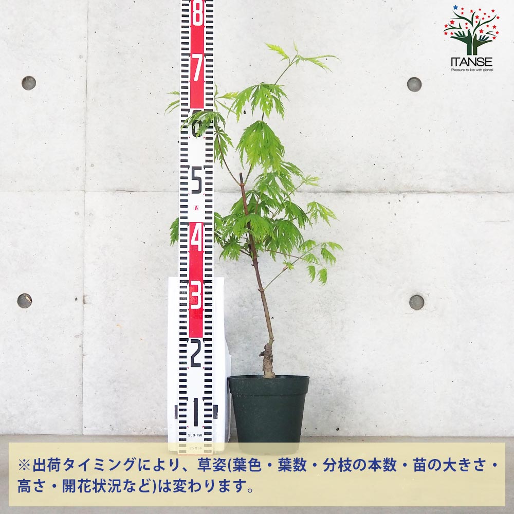 モミジ(カエデ)の苗木 品種：舞孔雀(マイクジャク)【庭木 5号鉢 接木苗 