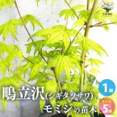 モミジ(カエデ)の苗木 品種：鴫立沢(シギタツサワ)【庭木 5号鉢 接木苗／1個売り】|植木・花木