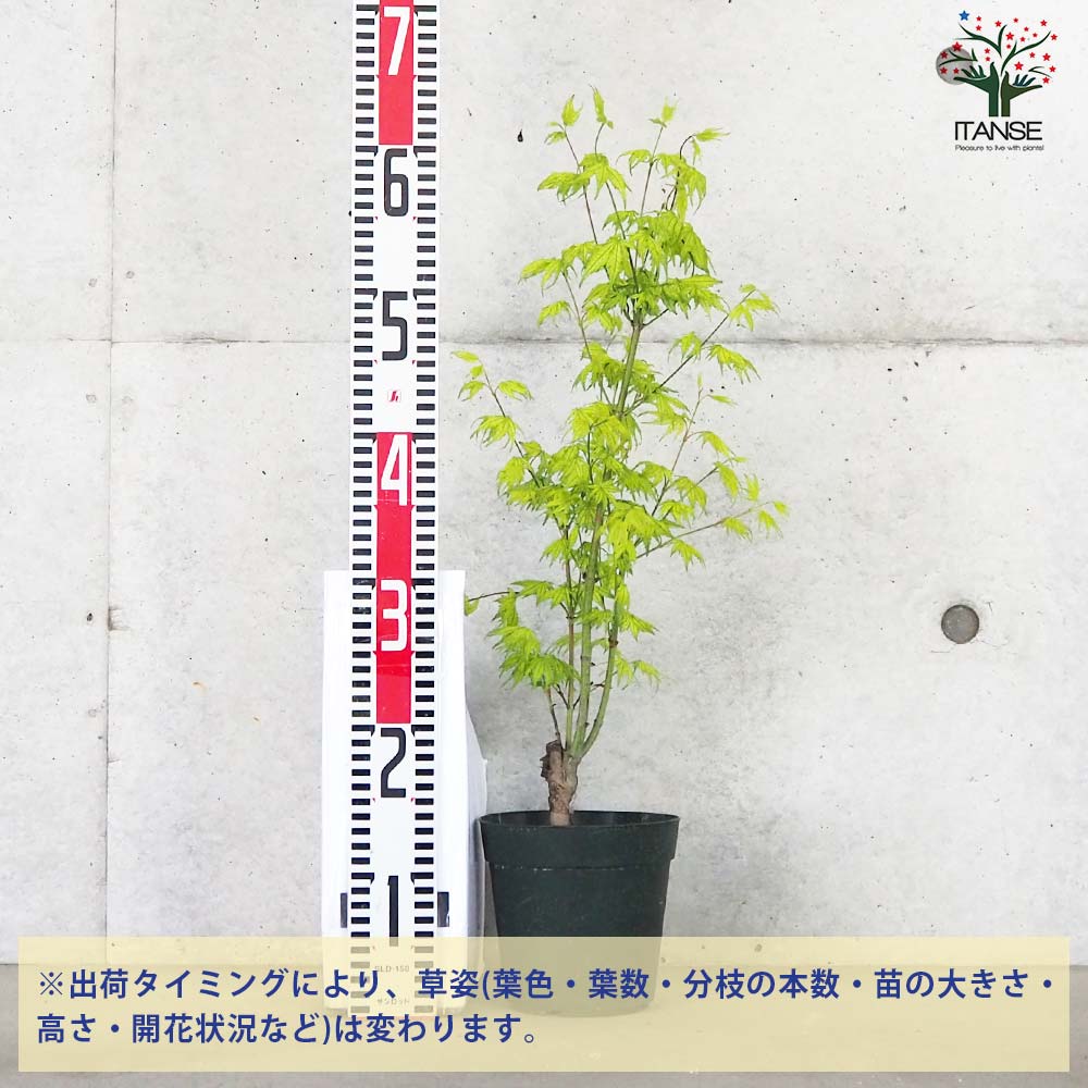 もみじ苗木　鳴立沢 もみじ 苗木 【鴫立沢 （しぎたつさわ）】 約1.0m 根巻き苗
